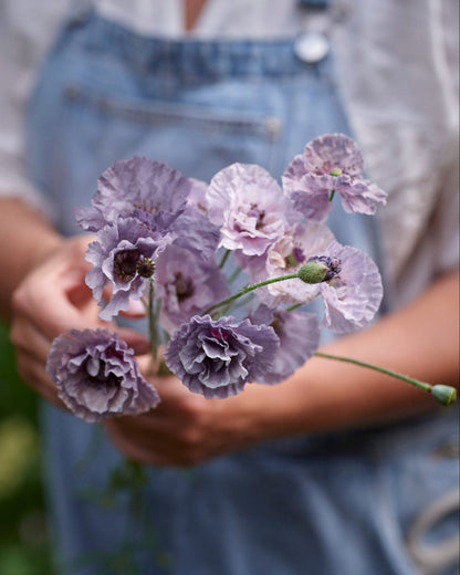 Silkkiunikko Amazing Grey