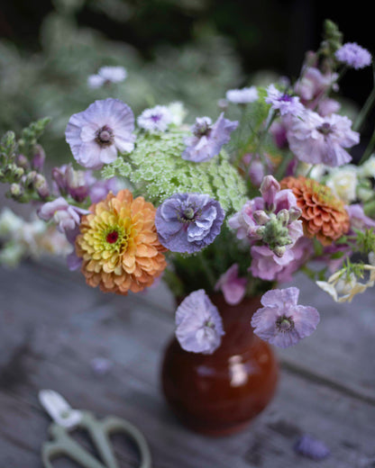 Isotsinnia Queen Lime Orange