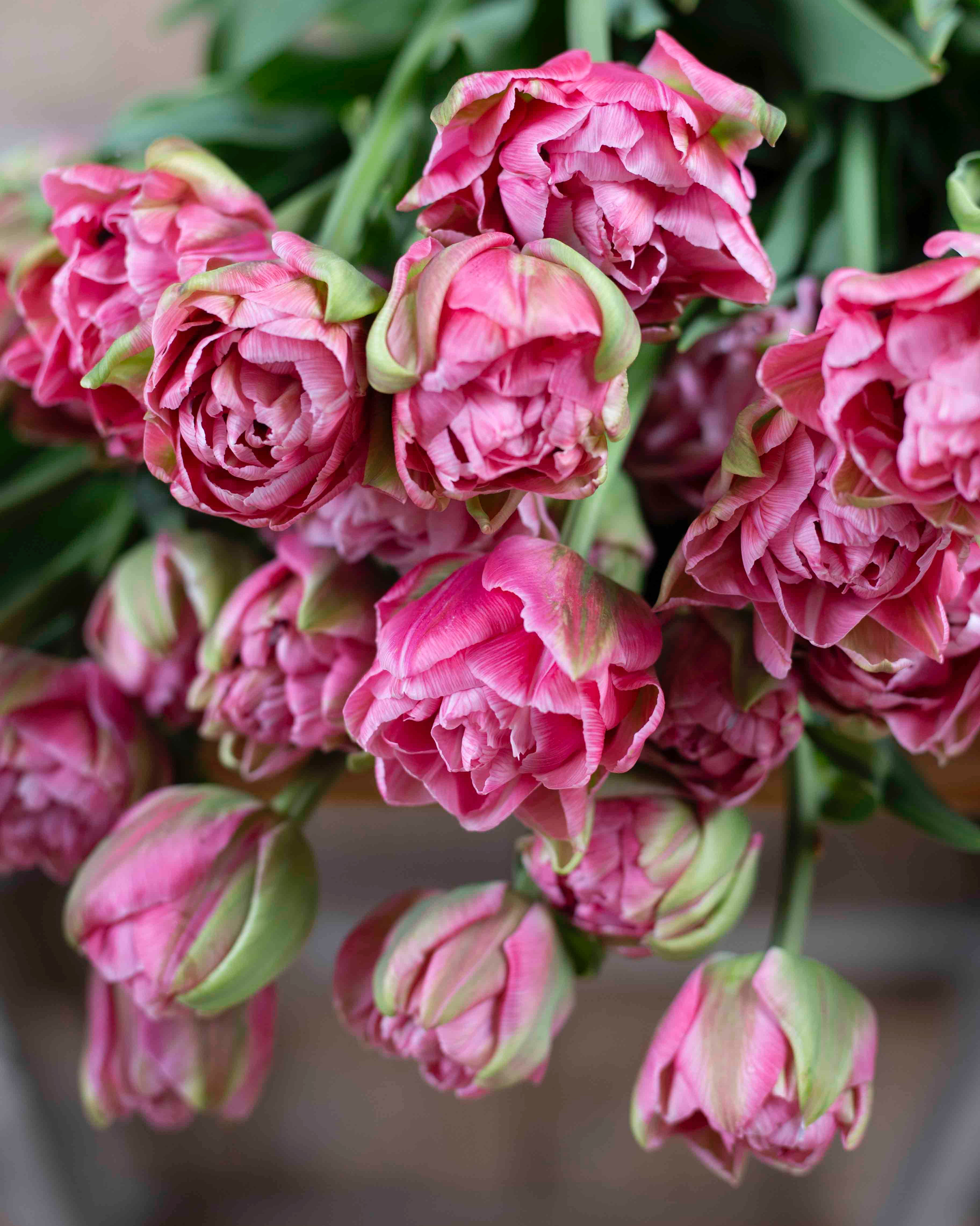 Kerrannainen tulppaani Aveyron