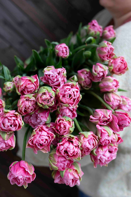 Kerrannainen tulppaani Aveyron