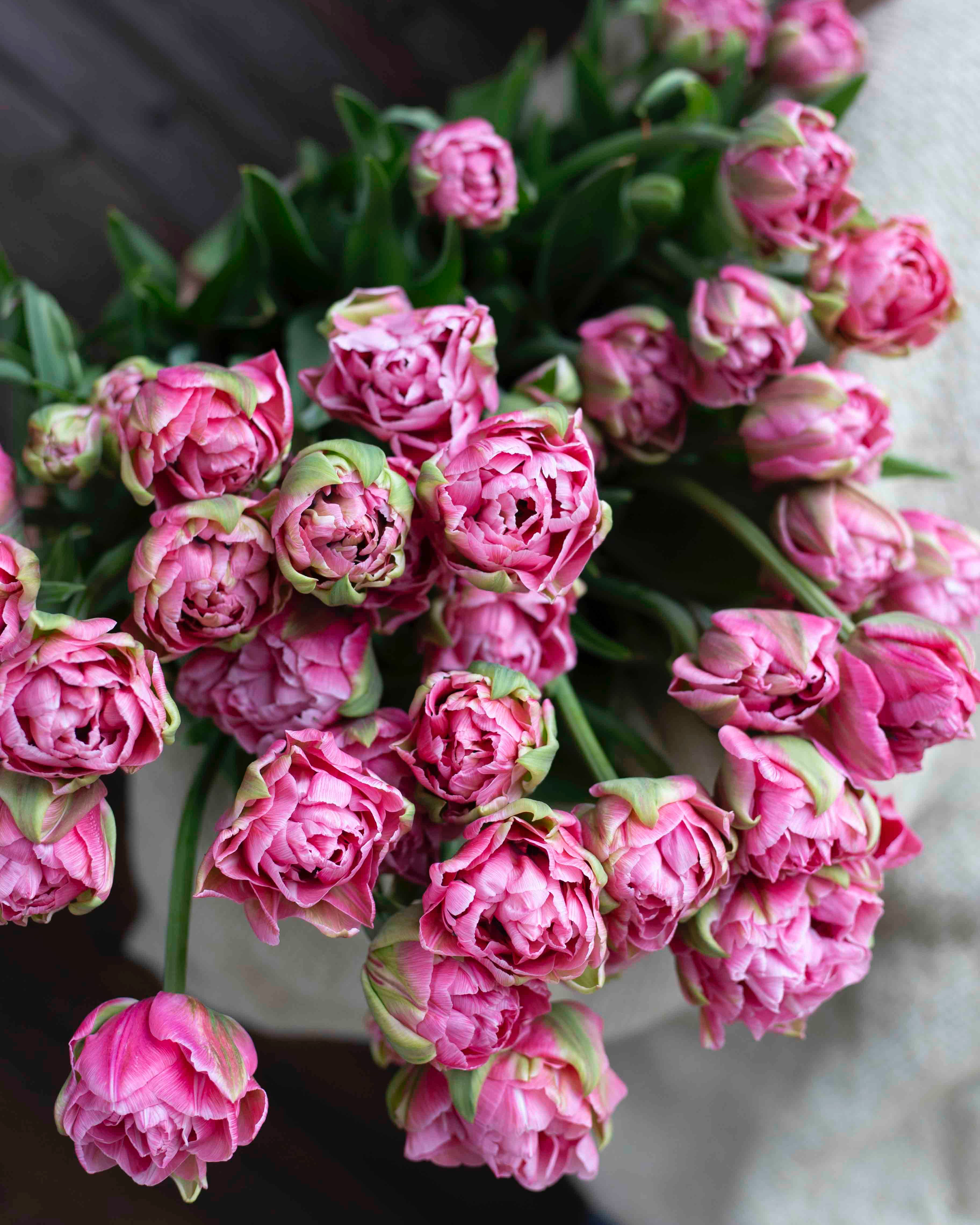 Kerrannainen tulppaani Aveyron