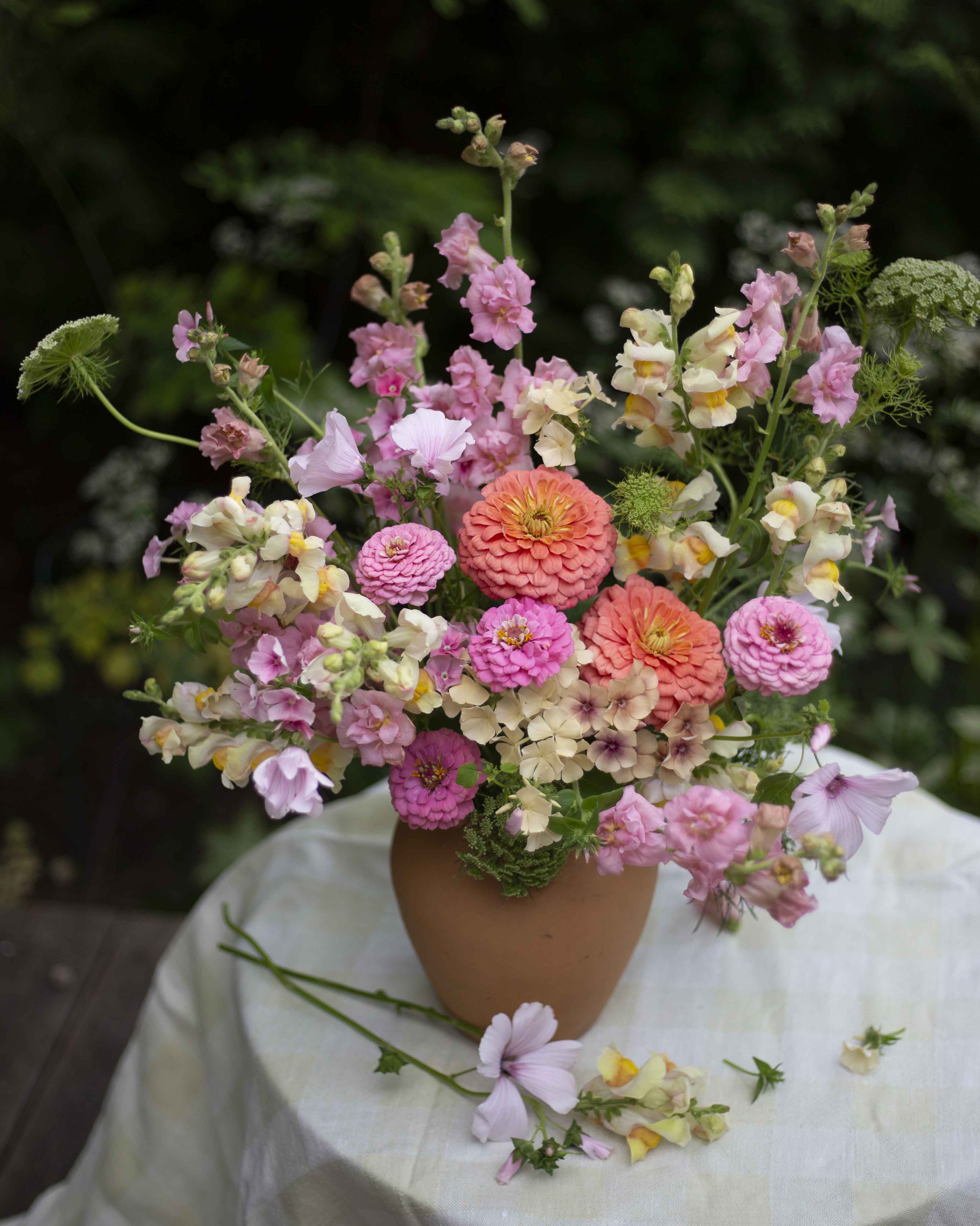 Isotsinnia Benary's Giant Salmon Rose