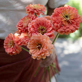 Benary's Giant Salmon Rose