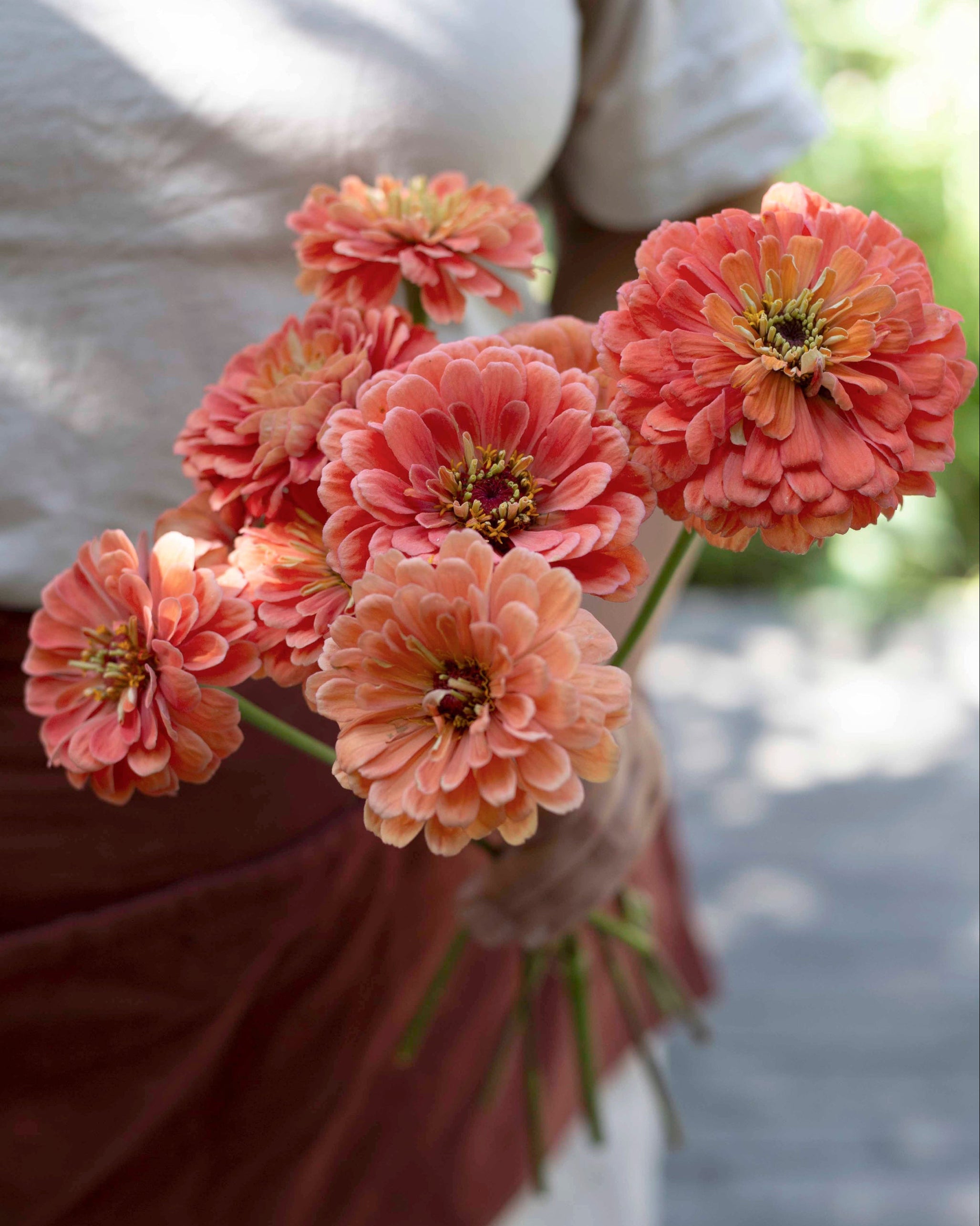 Isotsinnia Benary's Giant Salmon Rose