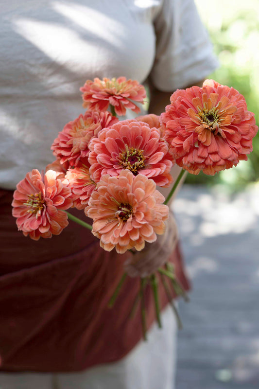 Isotsinnia Benary's Giant Salmon Rose