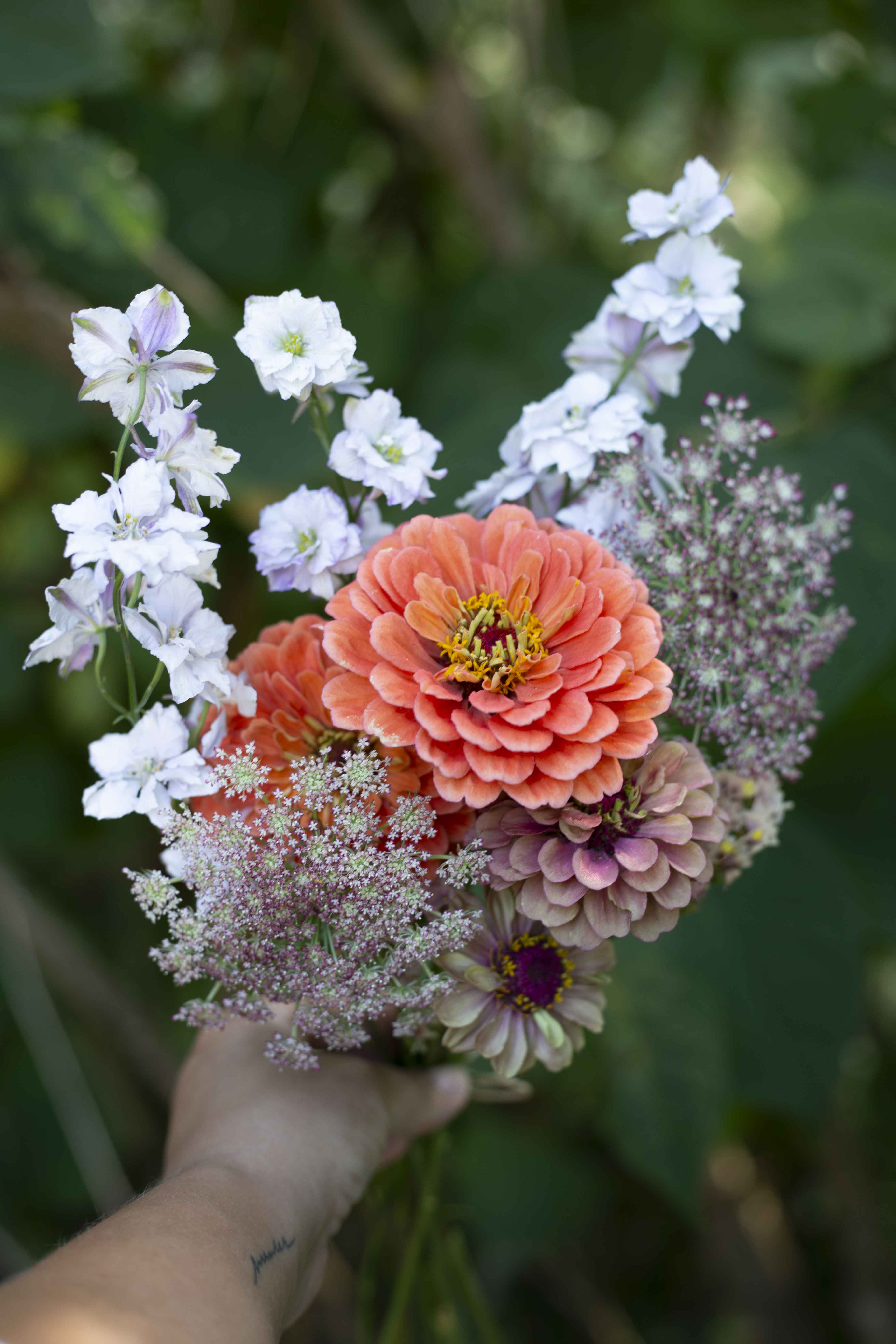 Isotsinnia Benary's Giant Salmon Rose