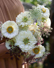 Isotsinnia Benary's Giant White