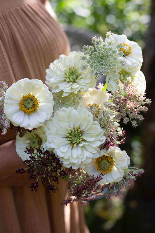 Isotsinnia Benary's Giant White