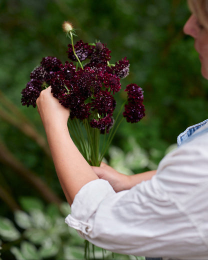 Koreatörmäkukka Black Knight