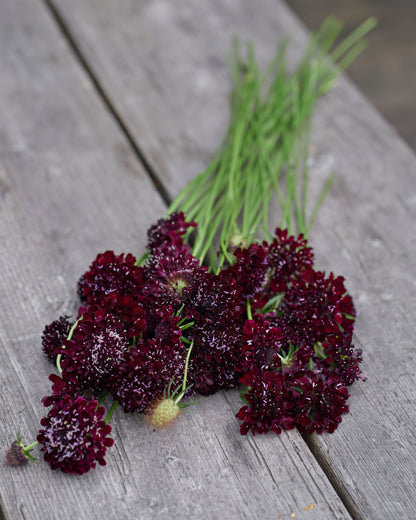 Koreatörmäkukka Black Knight