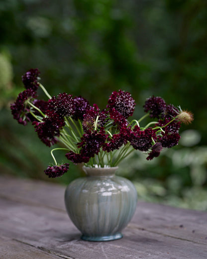 Koreatörmäkukka Black Knight