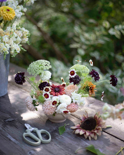 Koreatörmäkukka Black Knight