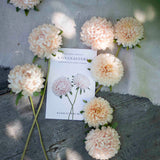 Chrisantella Lotos Flower
