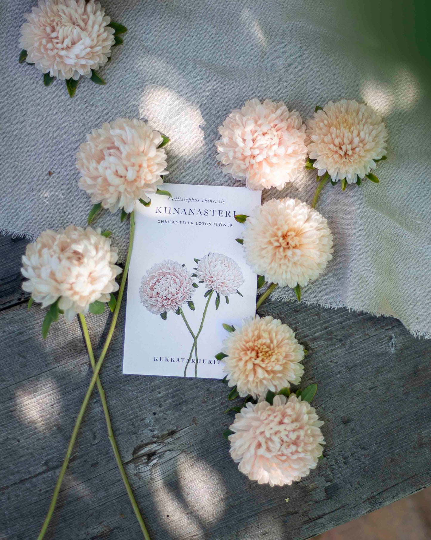 Kiinanasteri Chrisantella Lotos Flower