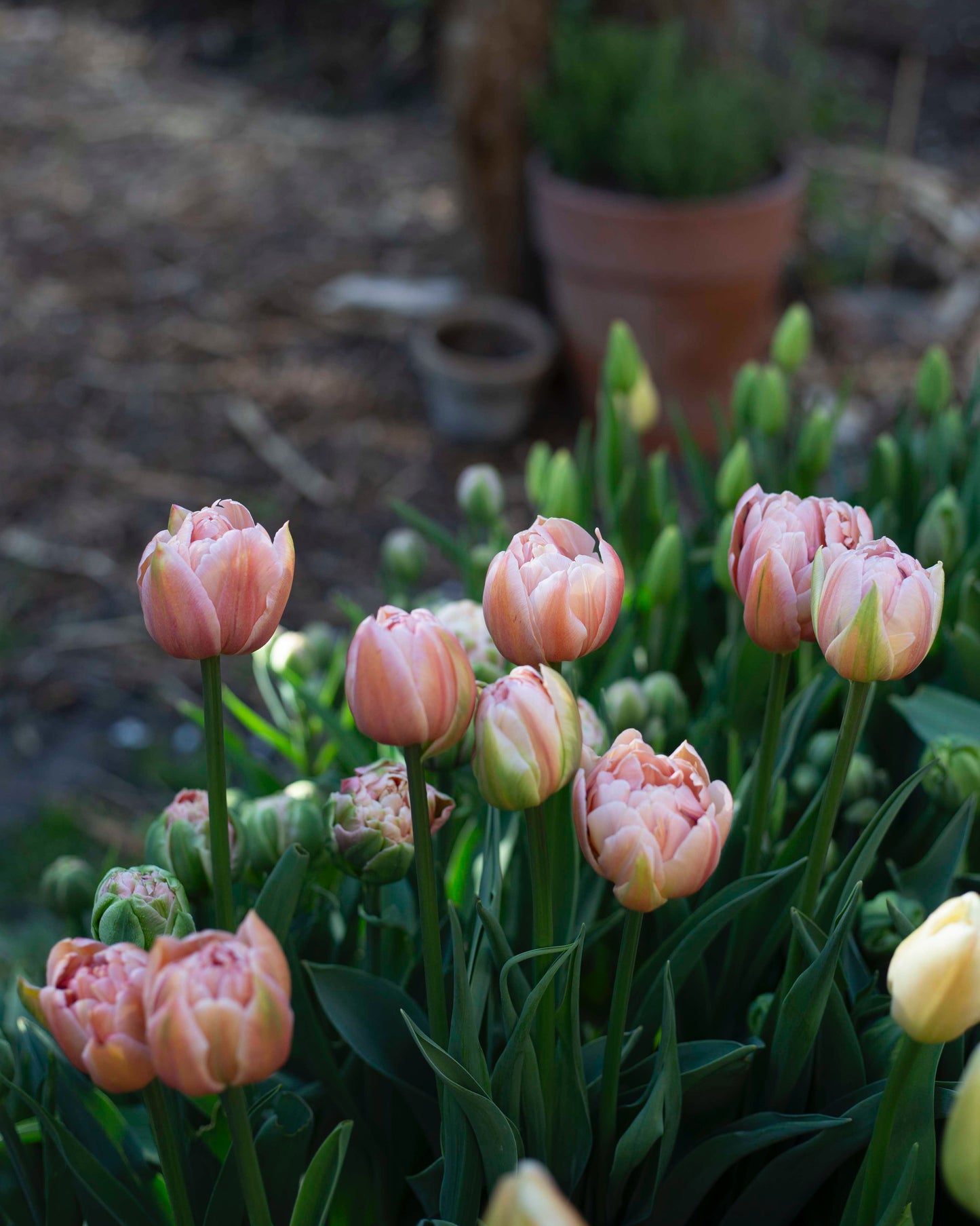 Kerrannainen tulppaani Coral Blush
