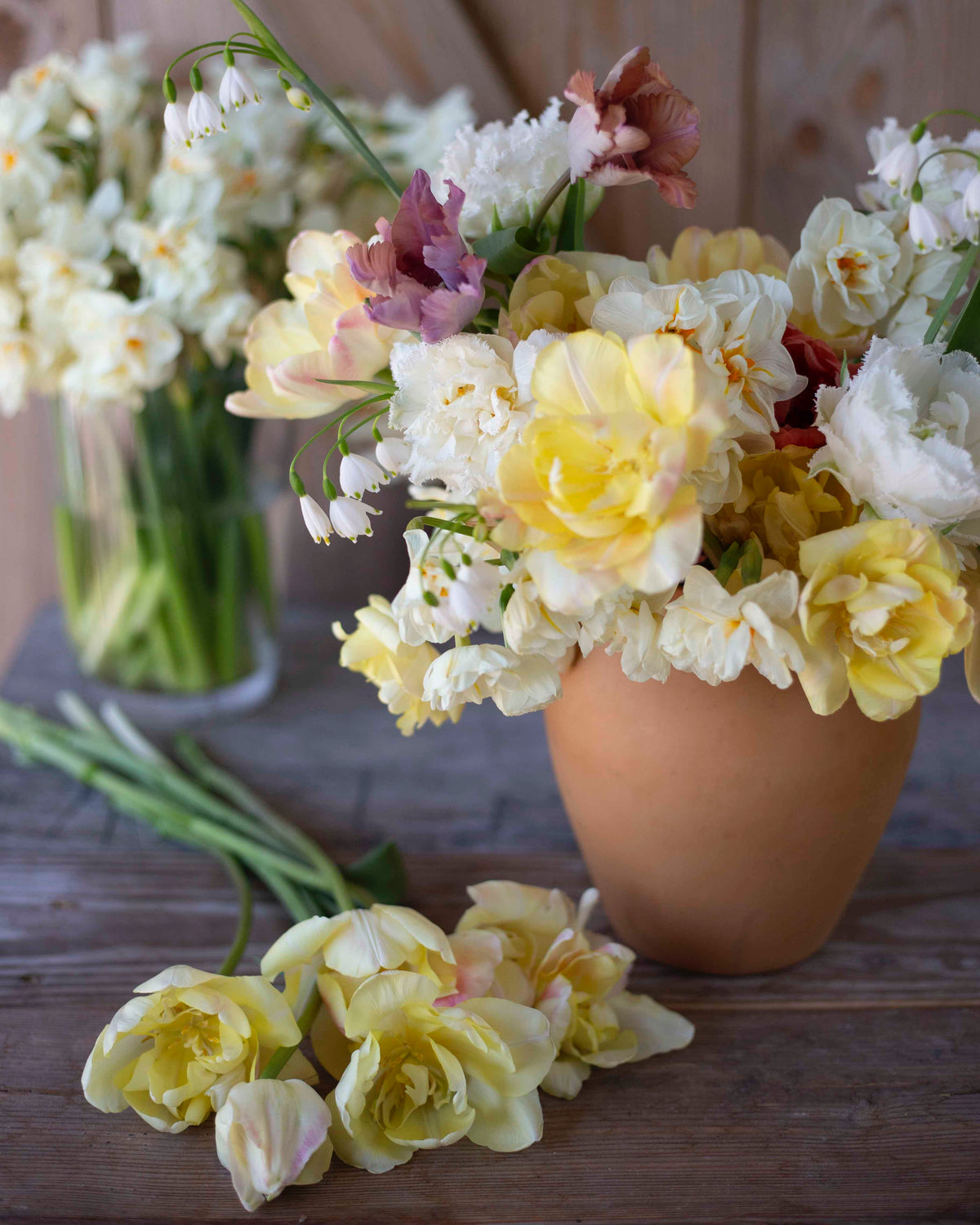 Kerrannainen tulppaani Creme Upstar 10 kpl