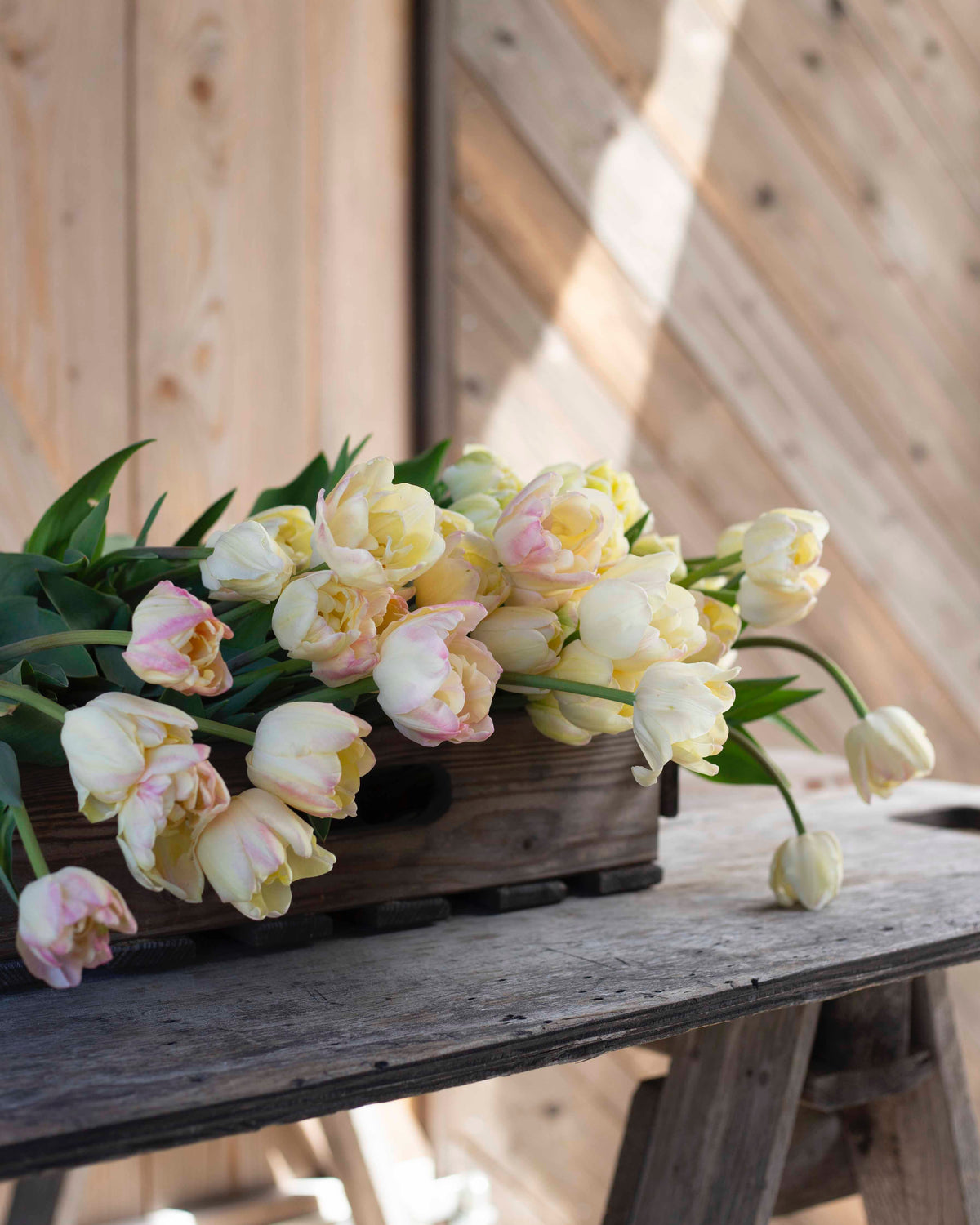 Kerrannainen tulppaani Creme Upstar 10 kpl