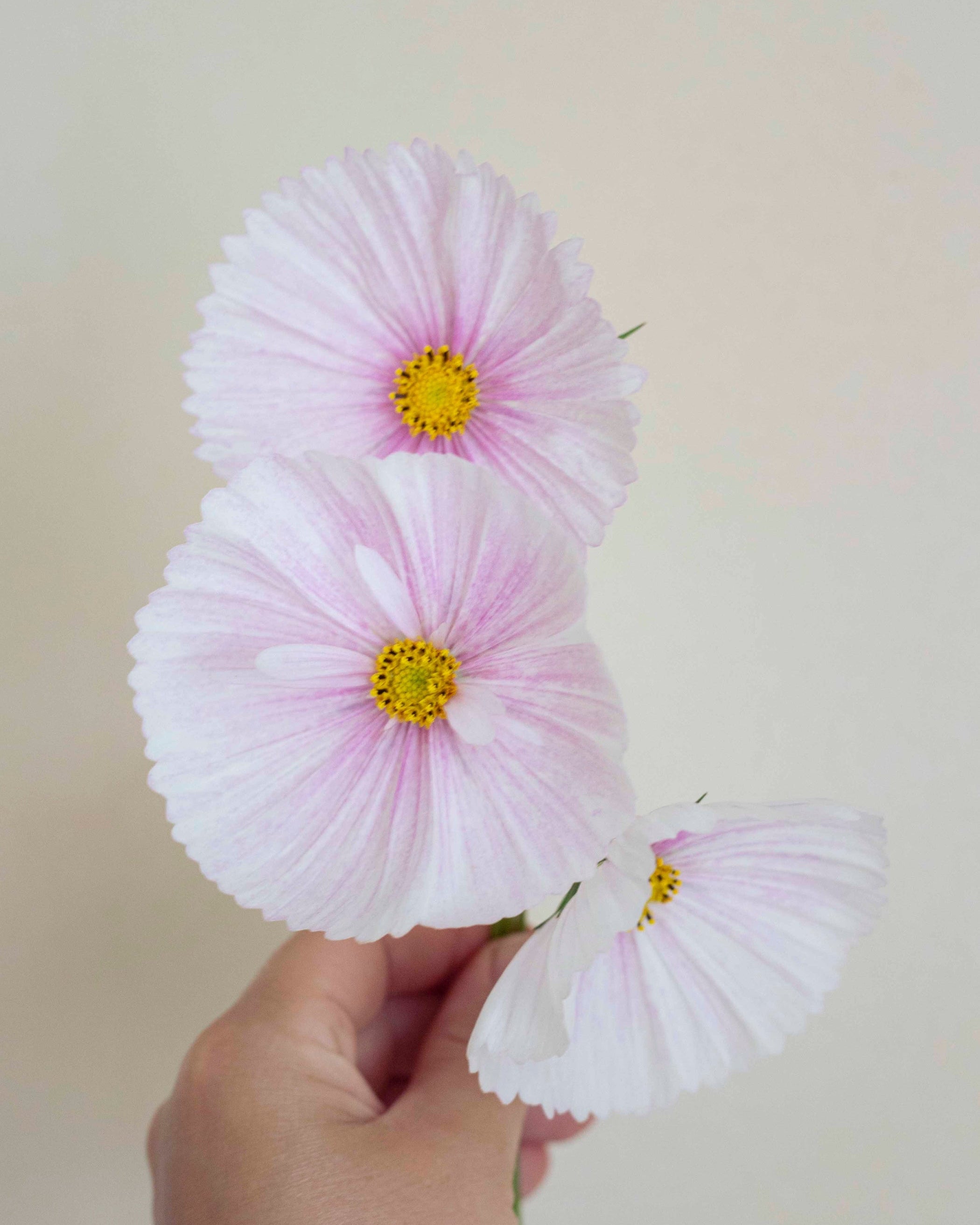 Punakosmos Cupcake Blush