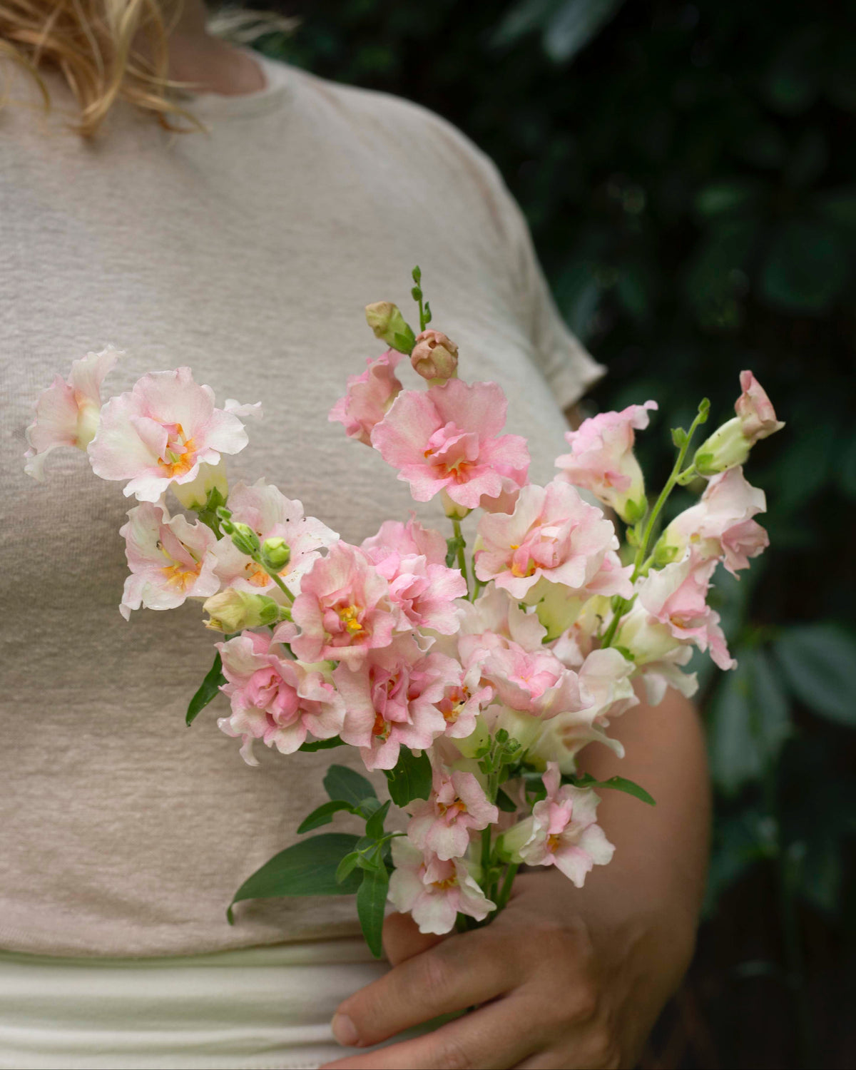 Leijonankita Doubleshot Appleblossom