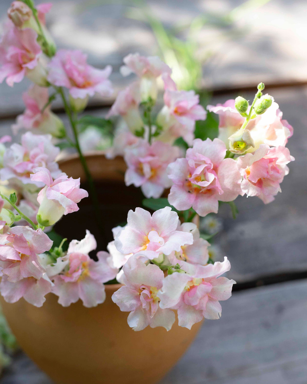 Leijonankita Doubleshot Appleblossom