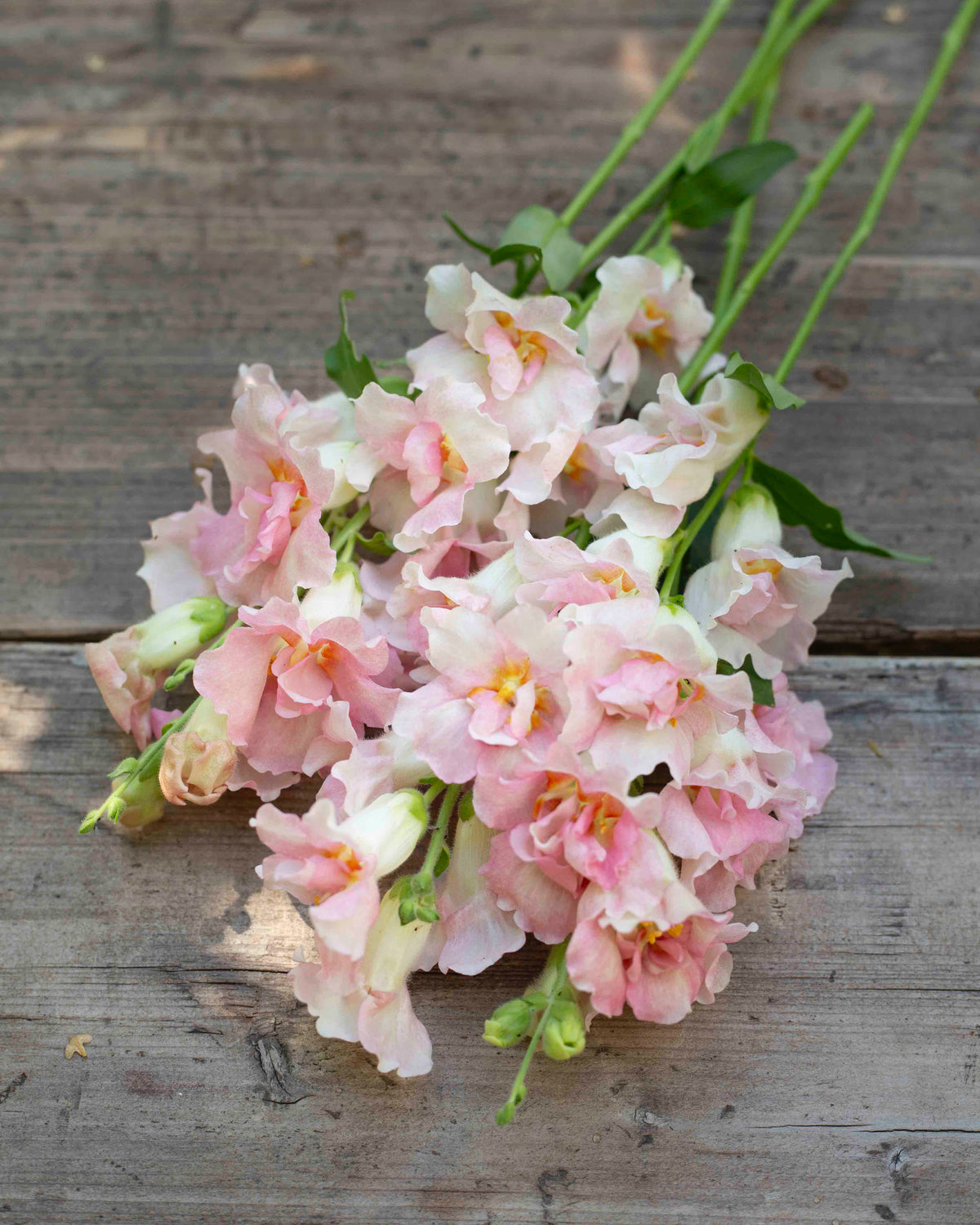 Leijonankita Doubleshot Appleblossom