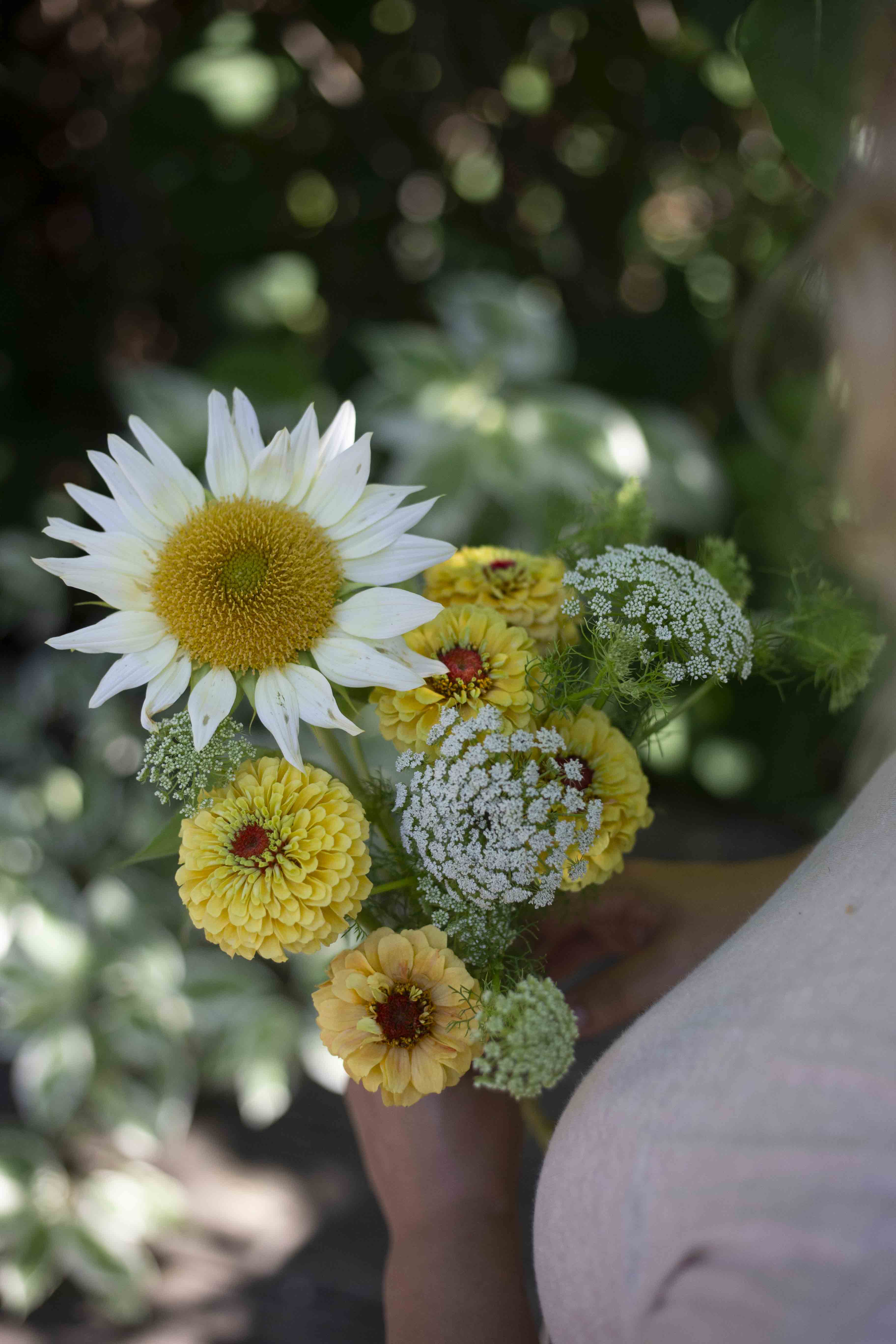 Auringonkukka Procut® White Lite