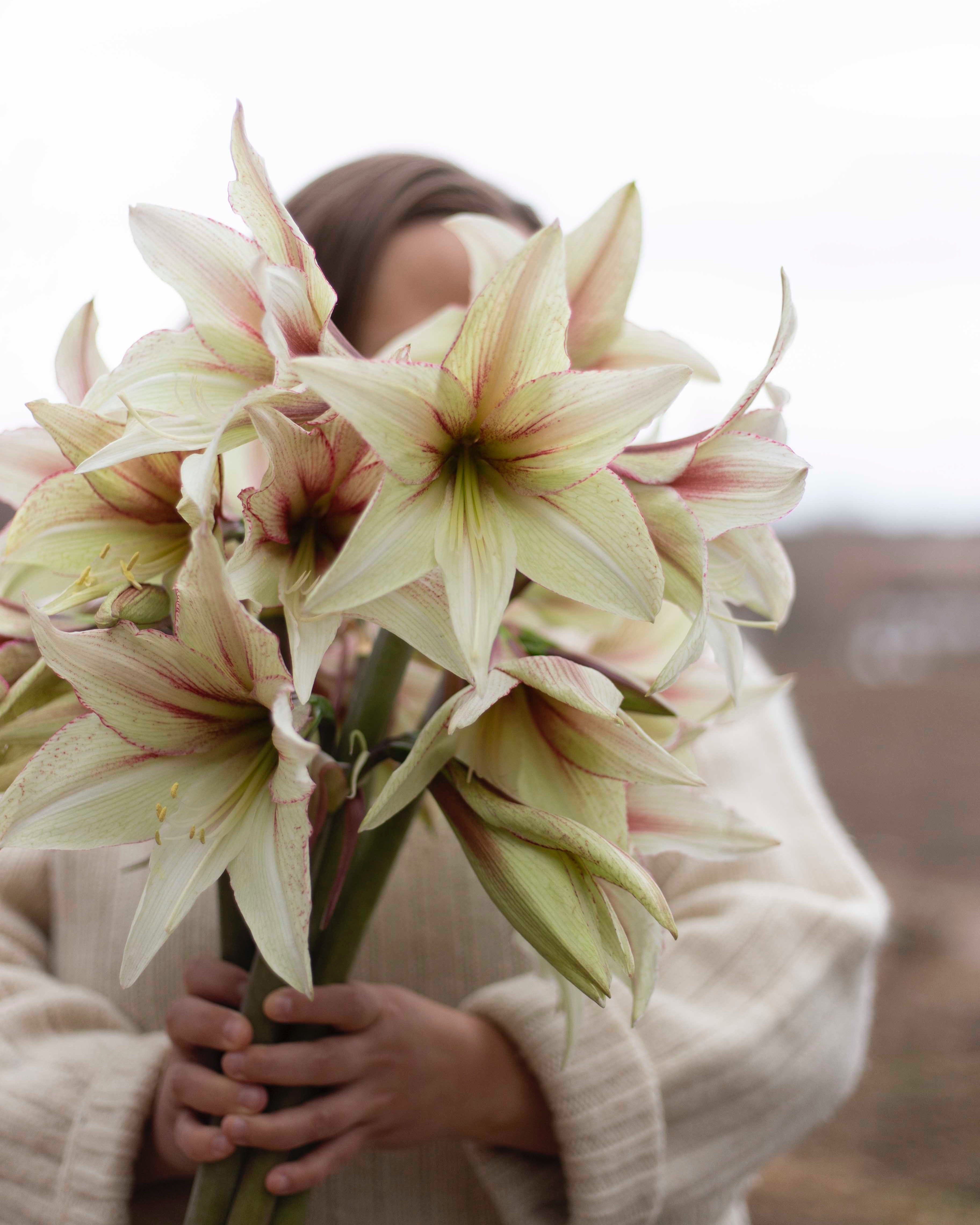 Amaryllis Green Magic®