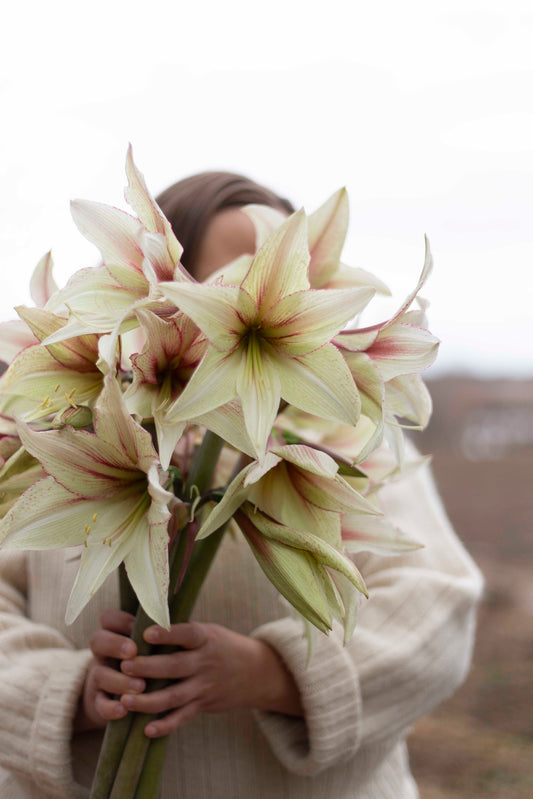 Amaryllis Green Magic®