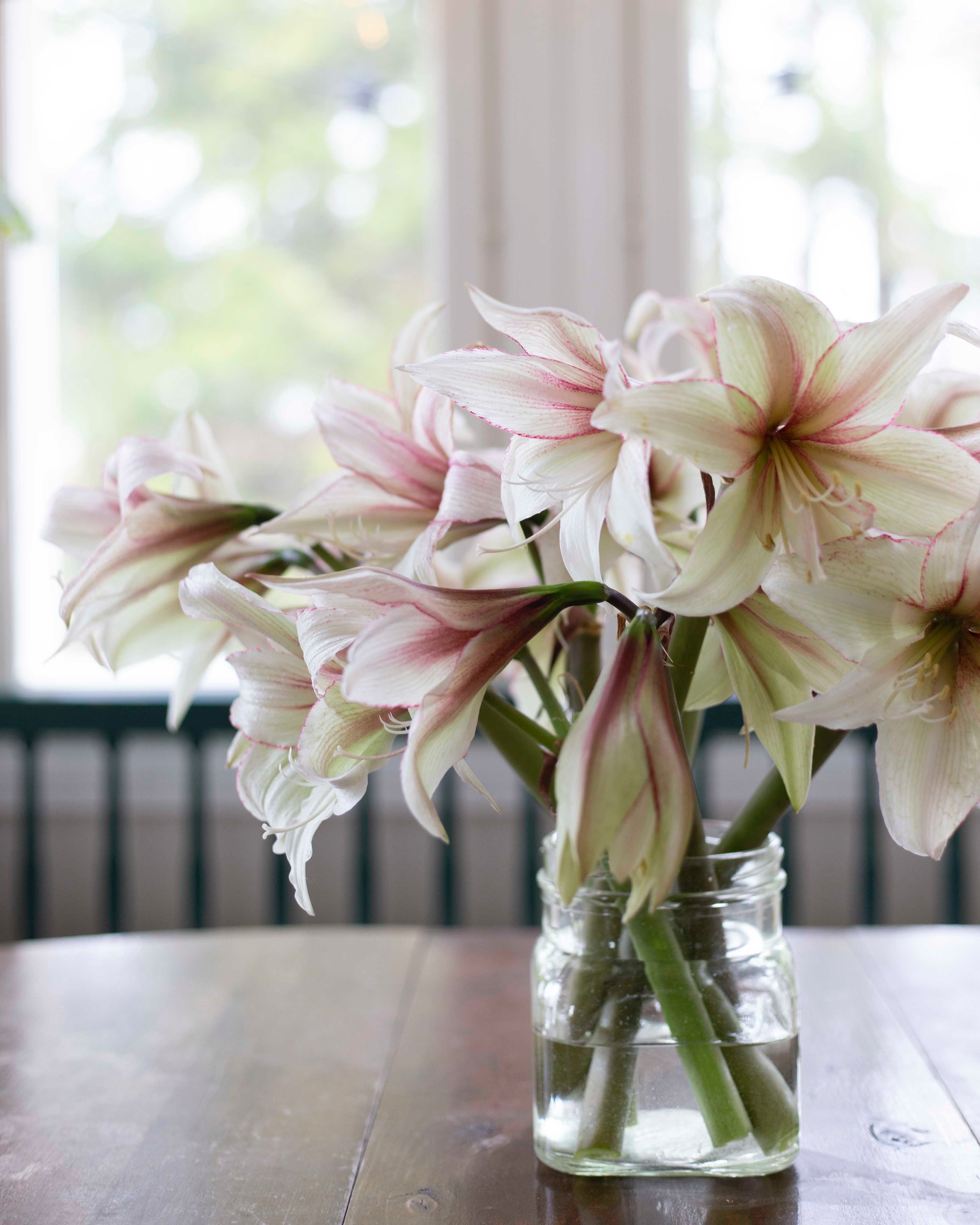 Amaryllis Green Magic®