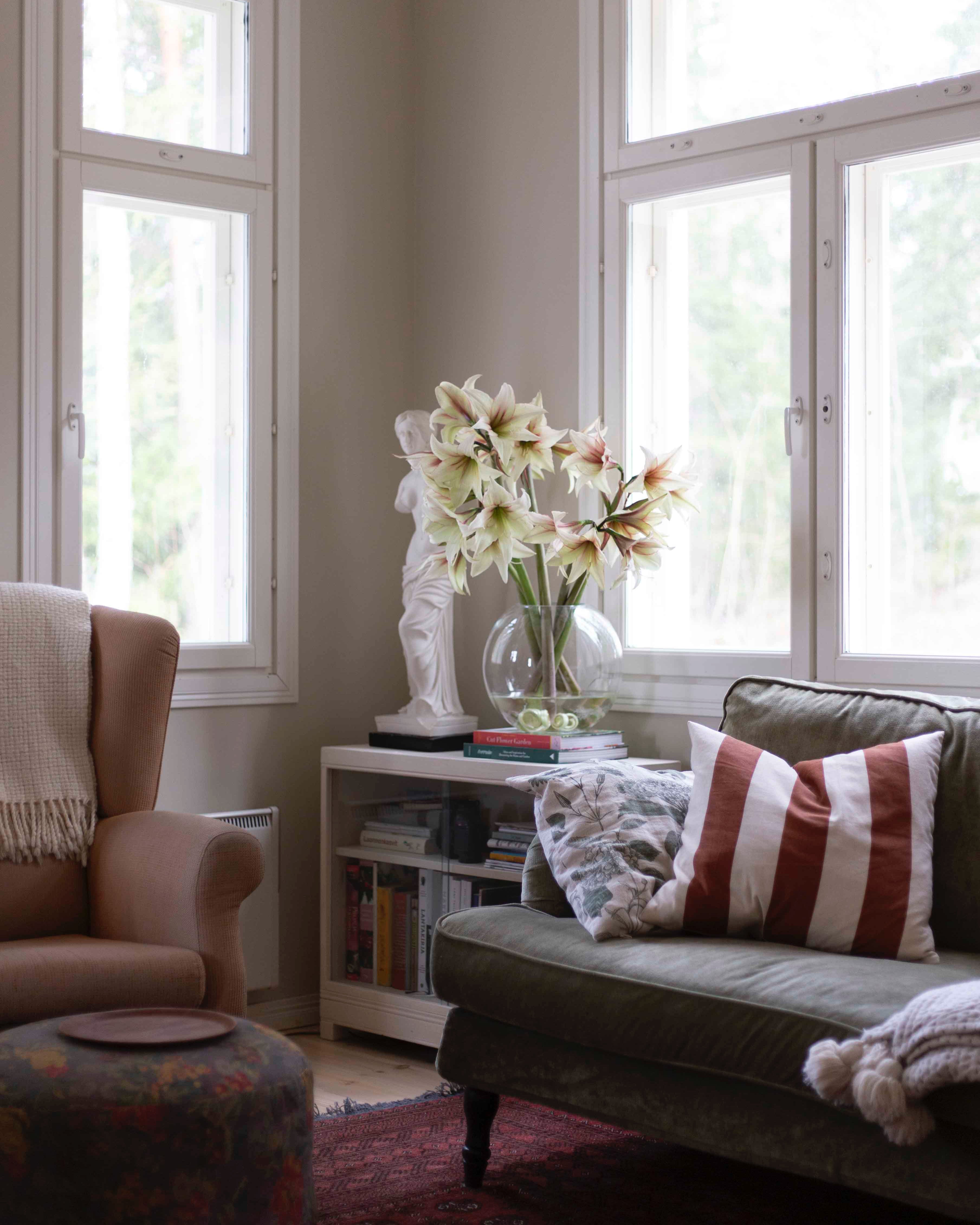 Amaryllis Green Magic®