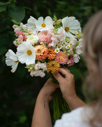 Isotsinnia Queen Lime Orange