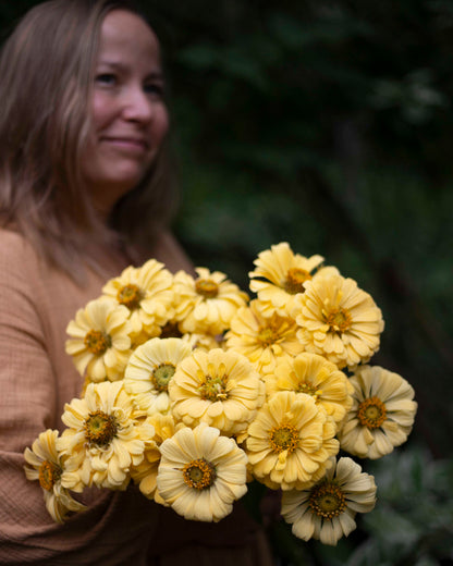 Isotsinnia Isabellina