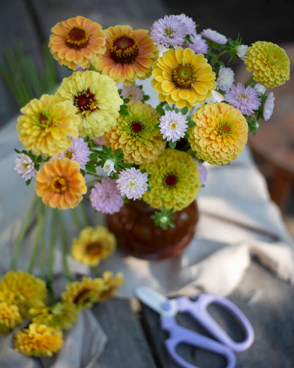 Isotsinnia Queen Lemon Peach