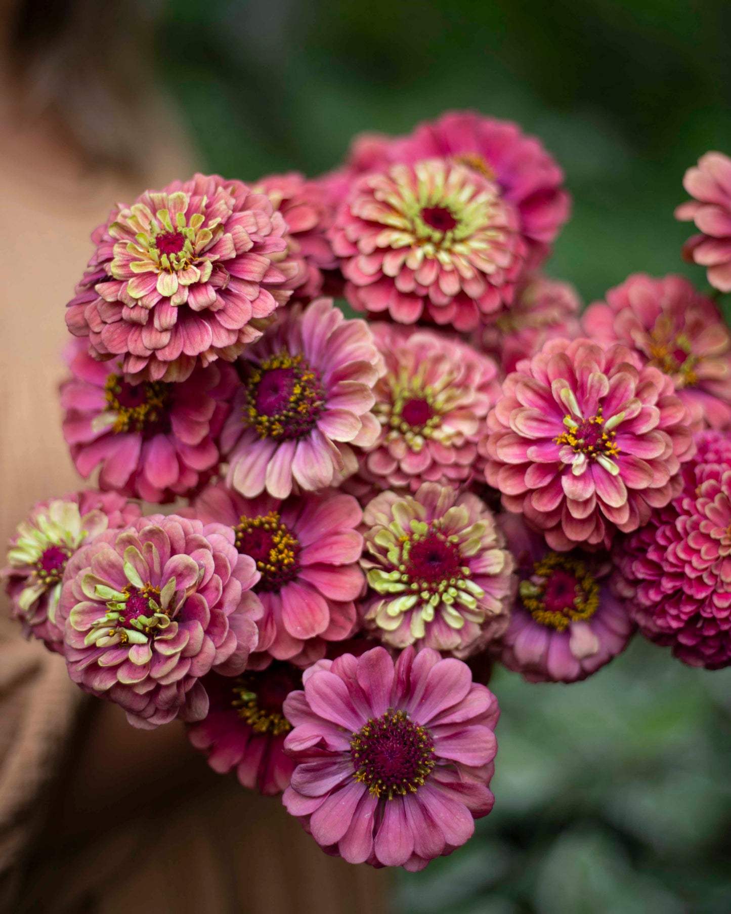 Isotsinnia Queen Red Lime