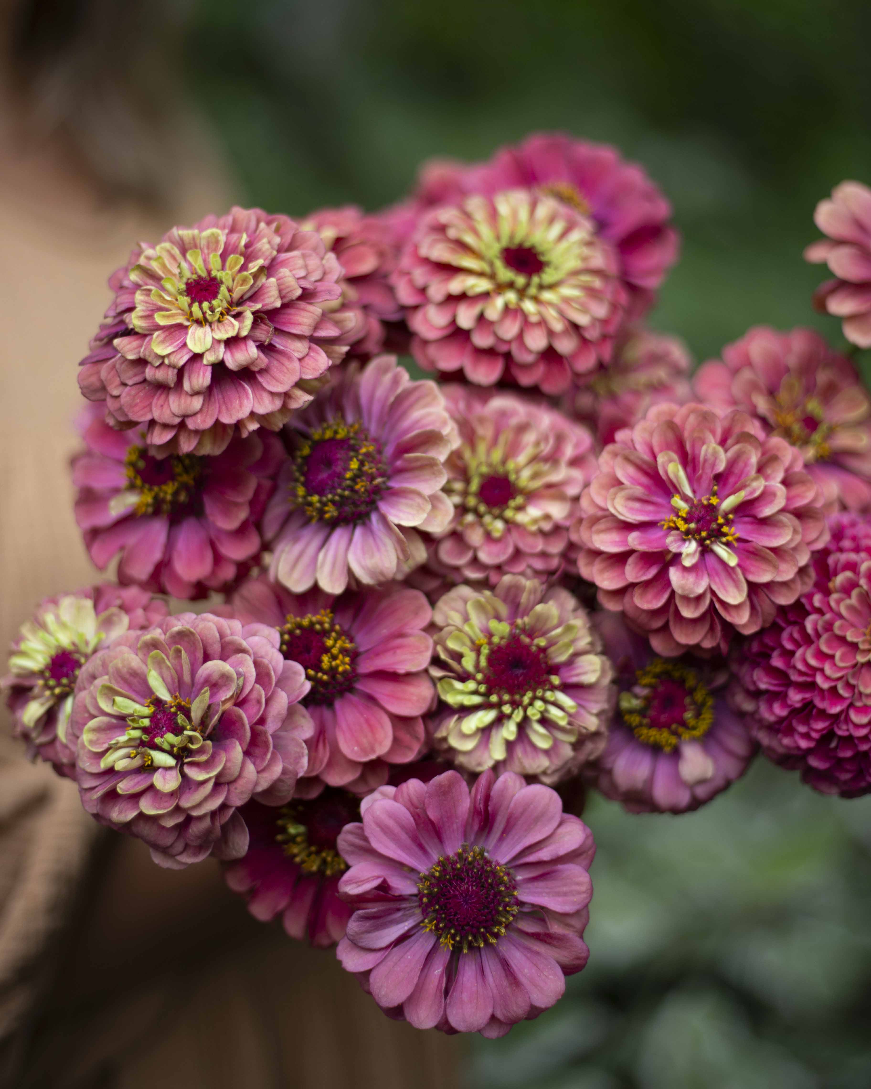 Isotsinnia Queen Red Lime