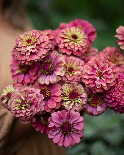 Isotsinnia Queen Red Lime