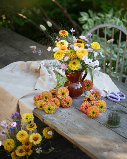 Isotsinnia Queen Lemon Peach