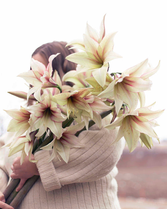 Amaryllis Green Magic®