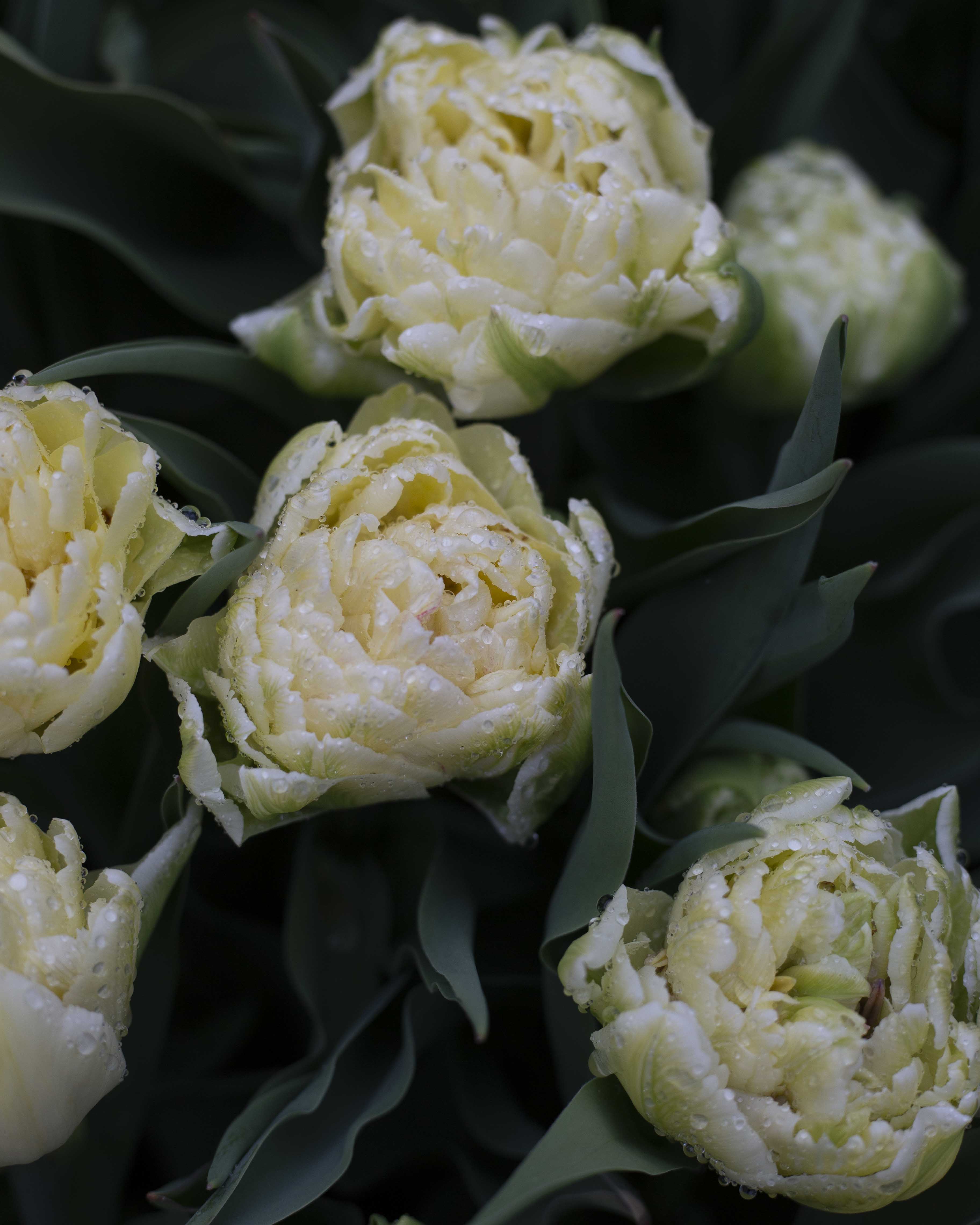 Kerrannainen tulppaani Avant Garde