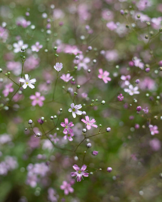 Kesäharso Rosa