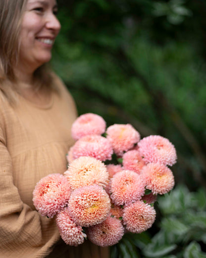 Kiinanasteri Balloon Apricot