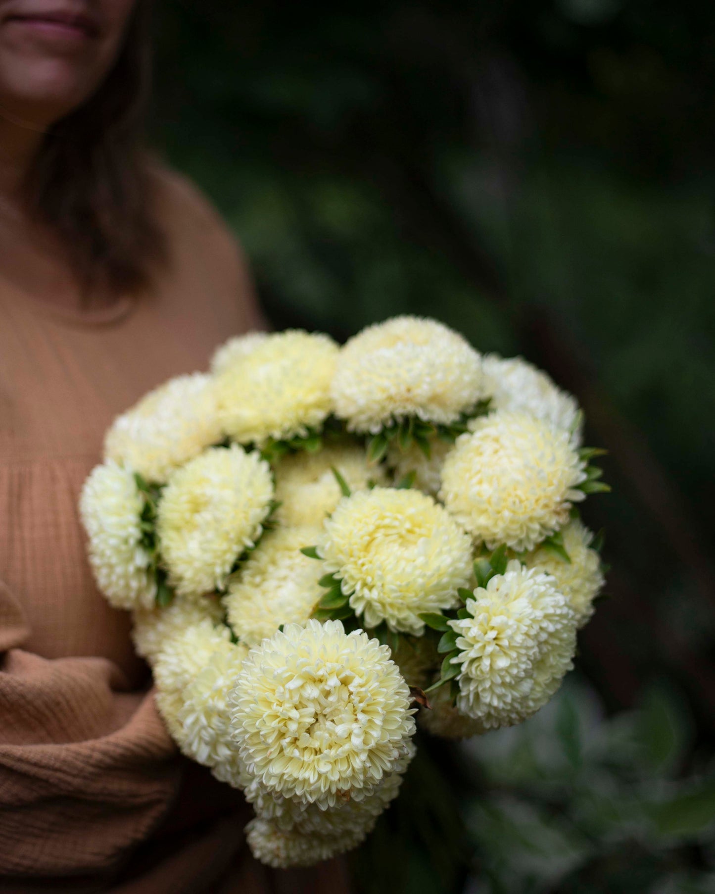 Kiinanasteri Chrisantella Limoncello