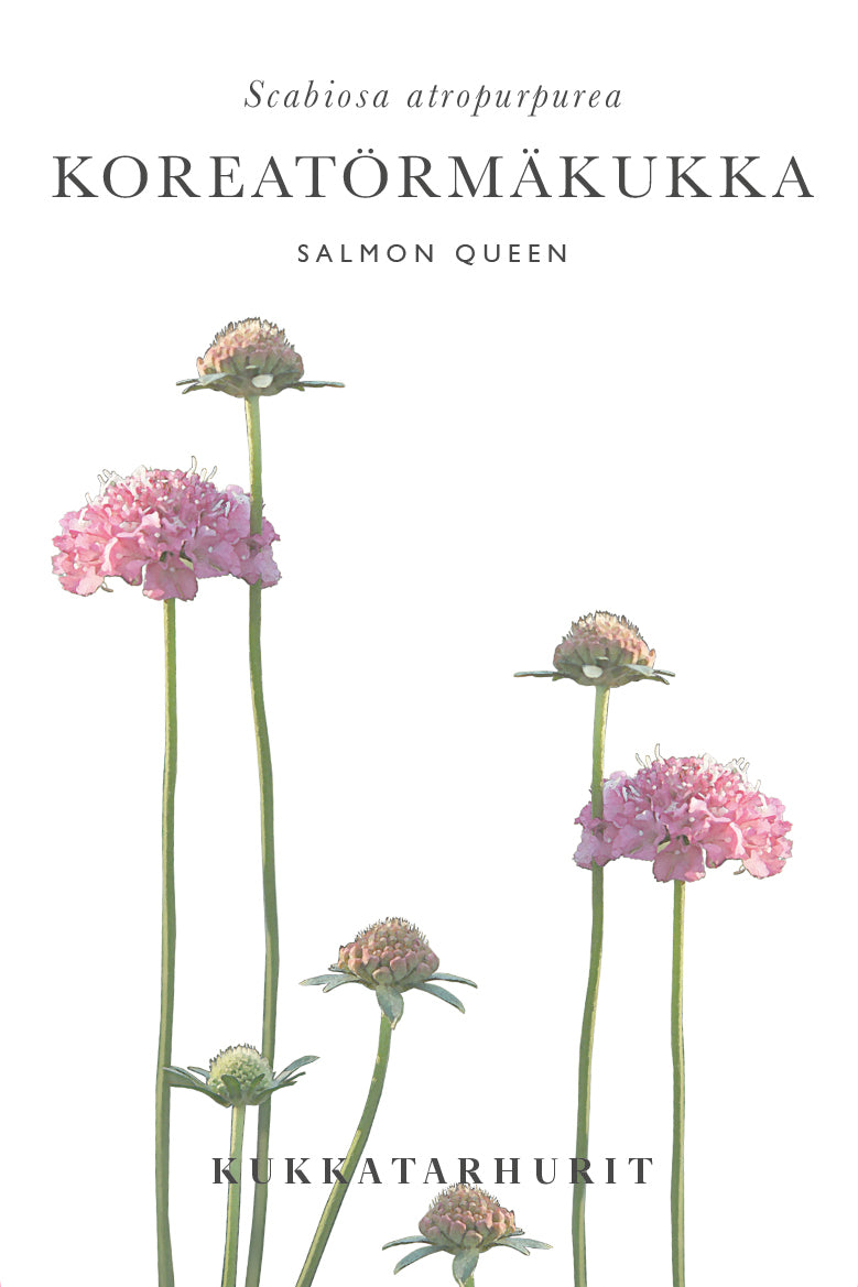 Koreatörmäkukka Salmon Queen