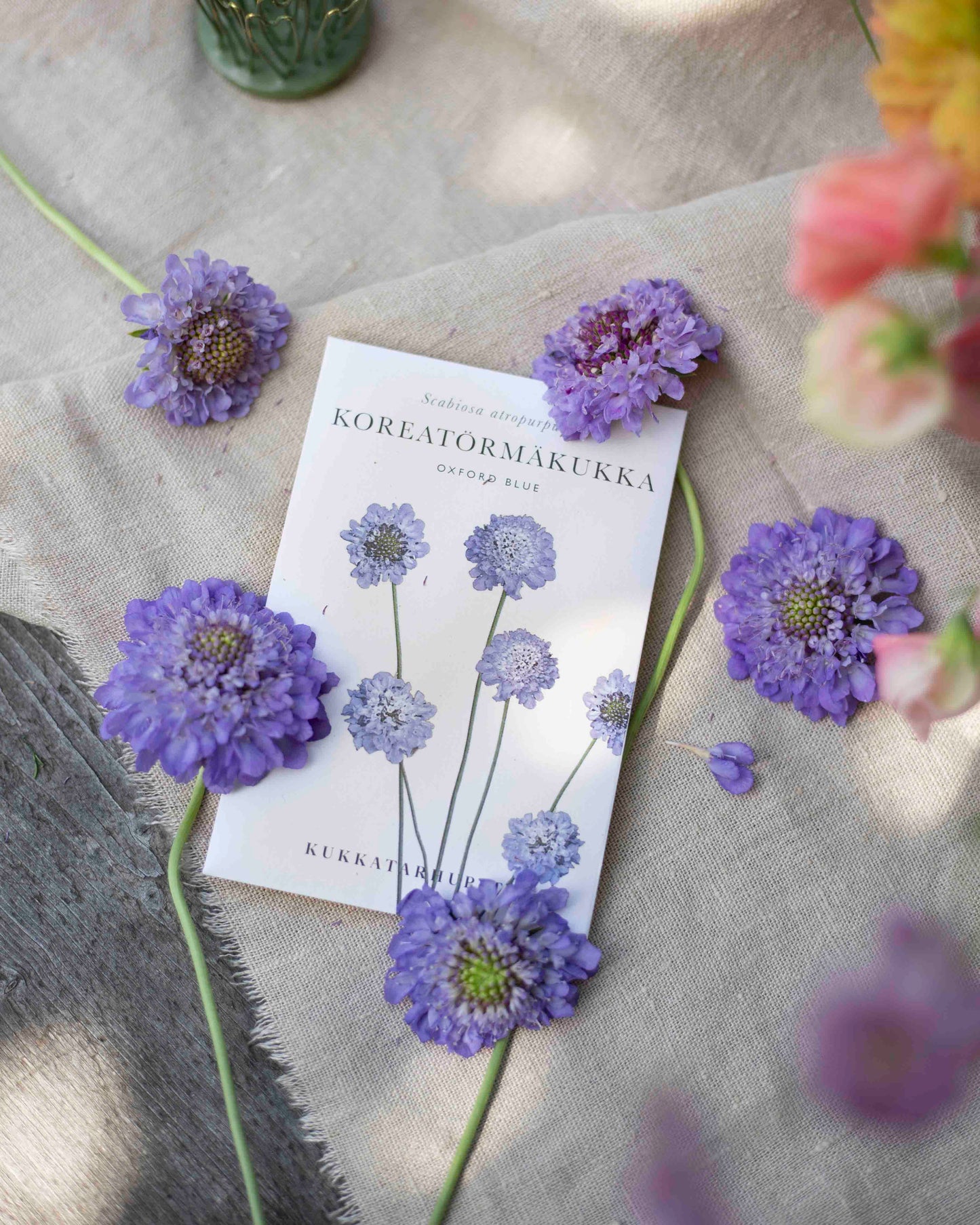 Koreatörmäkukka Oxford Blue