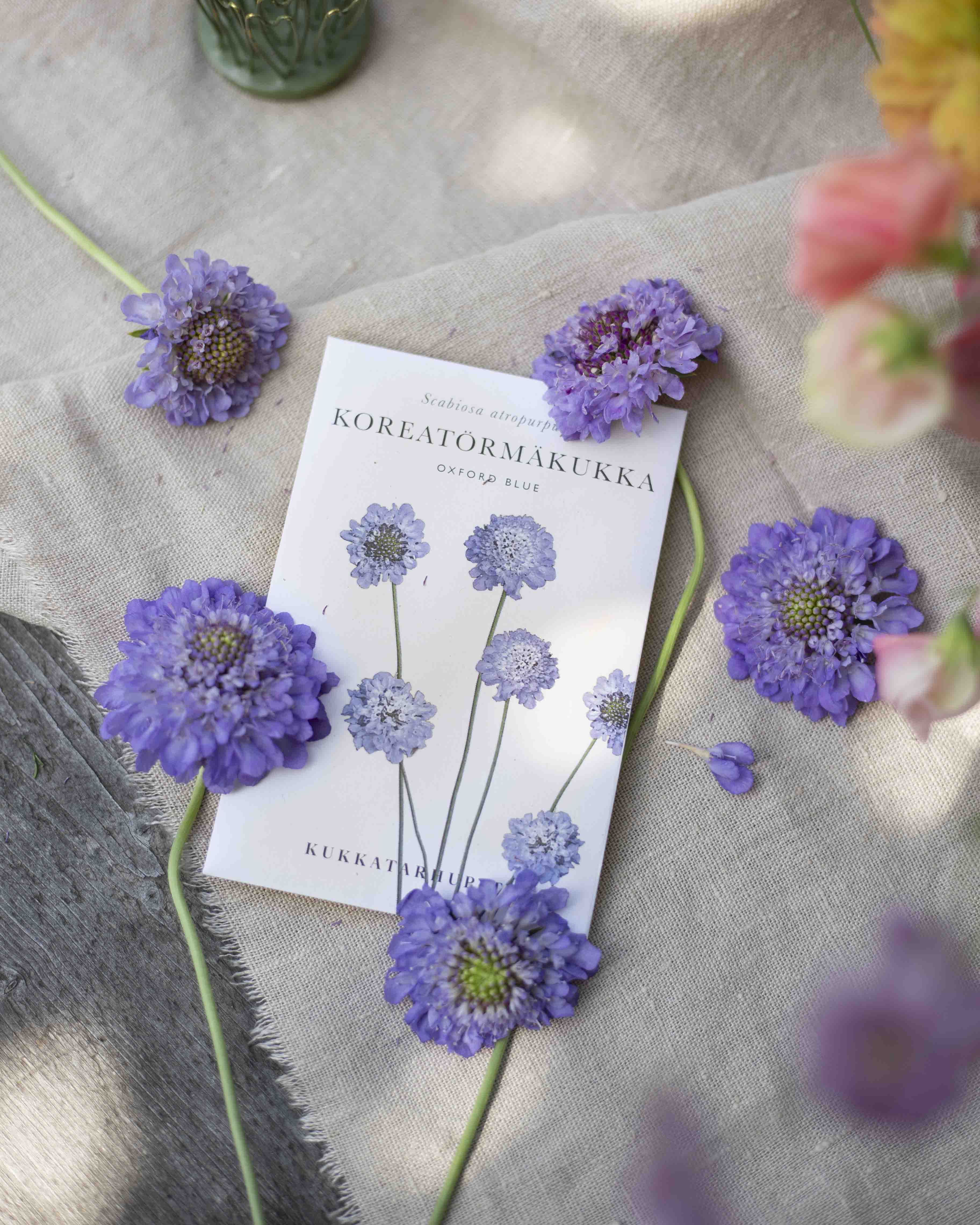 Koreatörmäkukka Oxford Blue