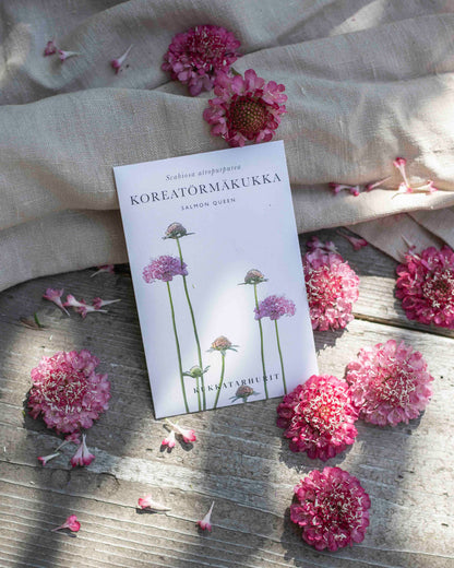 Koreatörmäkukka Salmon Queen