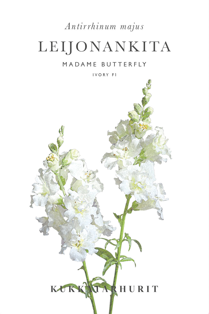 Leijonankita Madame Butterfly Ivory