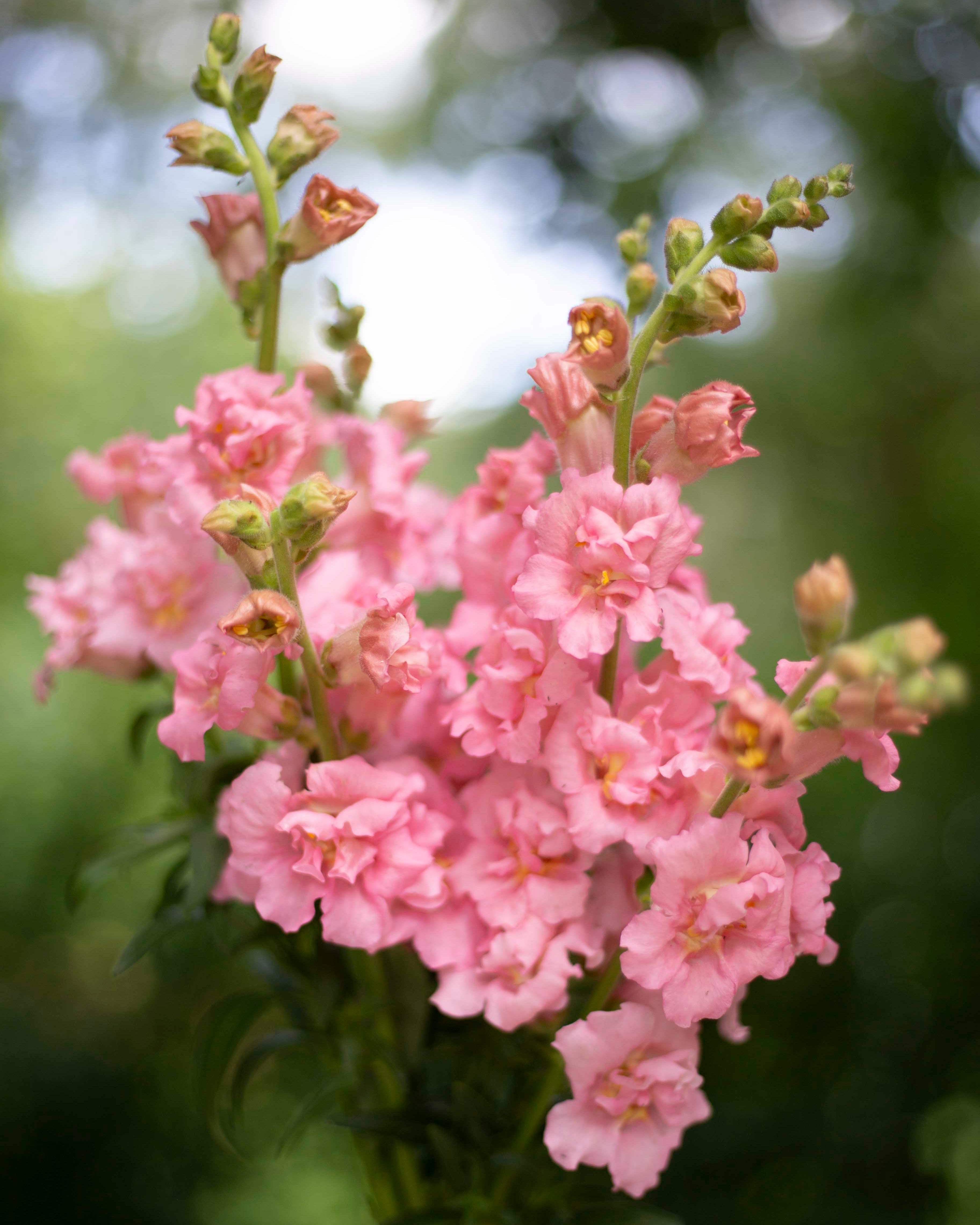 Leijonankita Madame Butterfly Pink