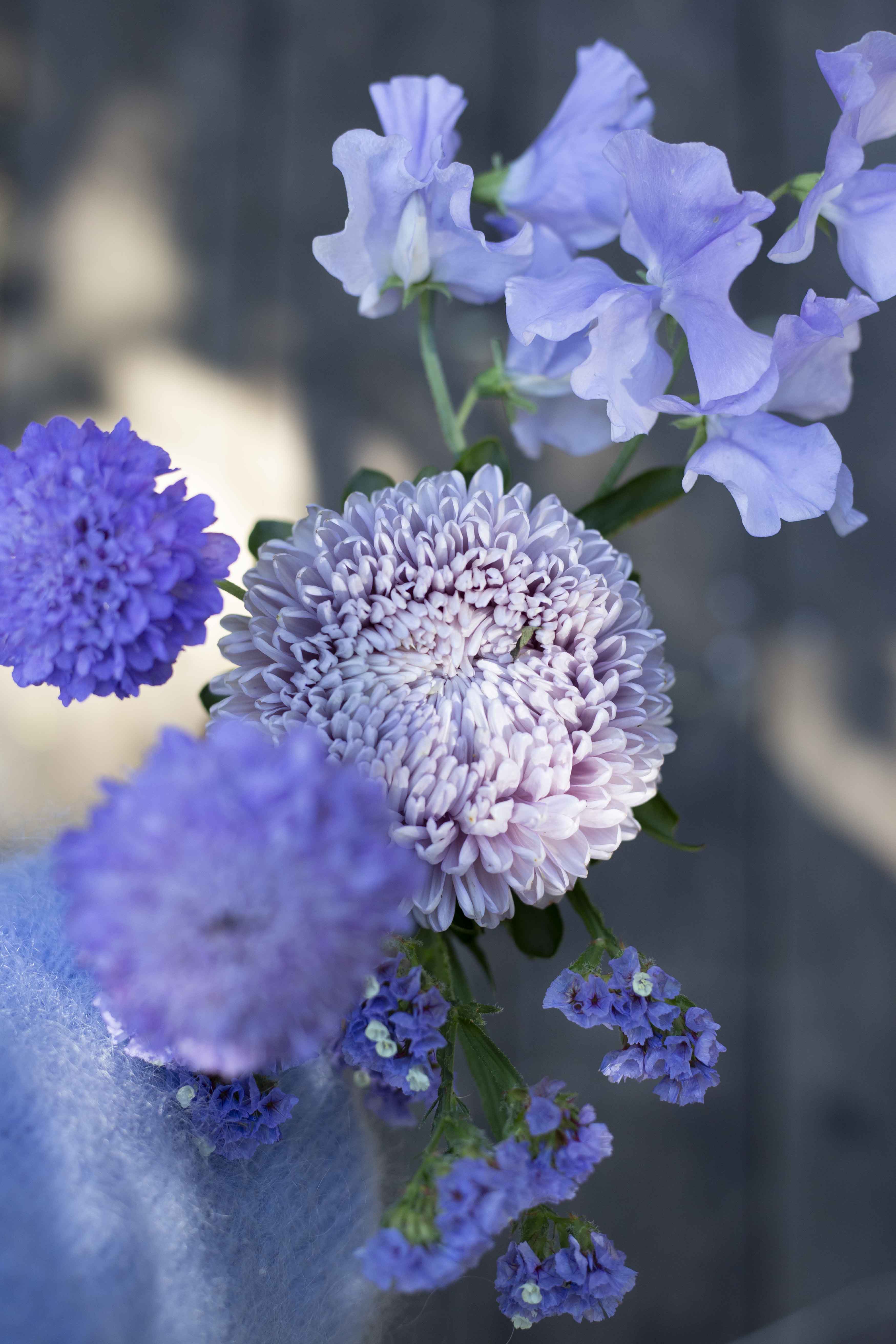 Tuoksuherne Spring Sunshine Light Blue