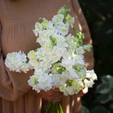 Madame Butterfly Ivory